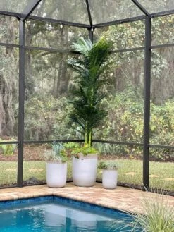 10-ft Triple Stalk Golden Cane Artificial Palm Tree -Ed's plant shop 10 triple stalk golden cane artificial palm tree 778827