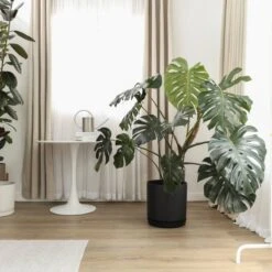 Front Page -Ed's plant shop 12 inch black signature stone planter saucer 410938