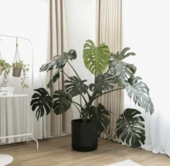 12-Inch Black Signature Stone Planter & Saucer -Ed's plant shop 12 inch black signature stone planter saucer 778863