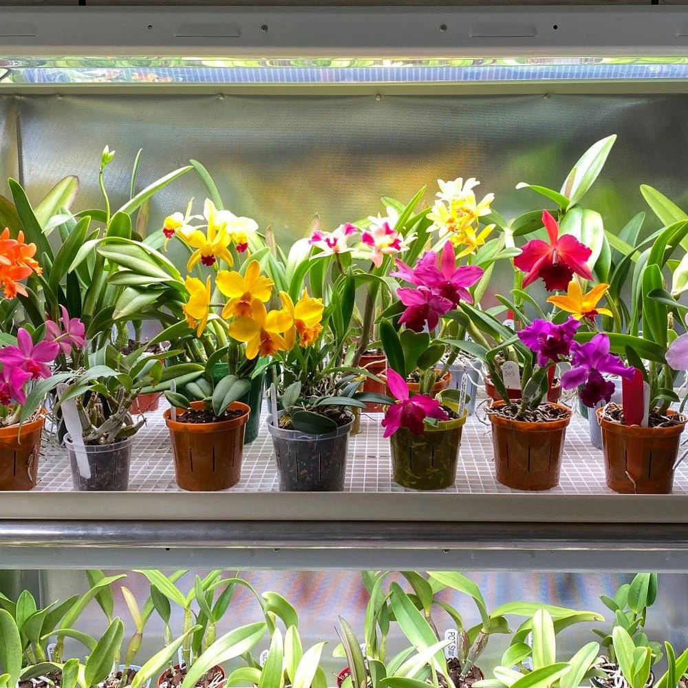 2' Plug & Play Grow Lamp – T5 HO Sun White Spectrum 8 2' Plug & Play Grow Lamp – T5 HO Sun White Spectrum - Image 6