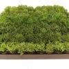 2" Rhipsalis Assortment – Variety Pack Of Jungle Cactus -Ed's plant shop 2 rhipsalis assortment variety pack of jungle cactus 9747132
