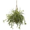 20-in Spider Plant Hanging Basket -Ed's plant shop 20 spider plant hanging basket 859407