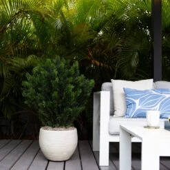 3-ft Cedar Bush (Indoor/Outdoor) -Ed's plant shop 3 cedar bush indooroutdoor 492281