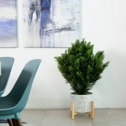 3-ft Cedar Bush (Indoor/Outdoor) -Ed's plant shop 3 cedar bush indooroutdoor 610320