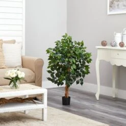 3-ft Ficus Silk Tree -Ed's plant shop 3 ficus silk tree 327426
