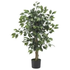 3-ft Ficus Silk Tree -Ed's plant shop 3 ficus silk tree 354086