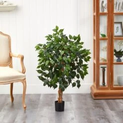 3-ft Ficus Silk Tree -Ed's plant shop 3 ficus silk tree 943244