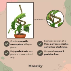 3 Pack Bendable Moss Pole™ THIN – Flexible Plant Support For Smaller Pots & Delicate Climbers -Ed's plant shop 3 pack bendable moss pole thin flexible plant support for smaller pots delicate climbers 1513711