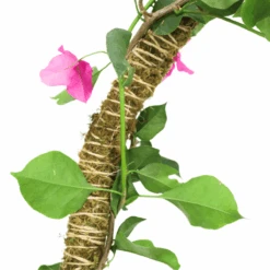 3 Pack Bendable Moss Pole™ THIN – Flexible Plant Support For Smaller Pots & Delicate Climbers -Ed's plant shop 3 pack bendable moss pole thin flexible plant support for smaller pots delicate climbers 4570560