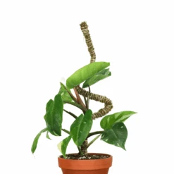 3 Pack Bendable Moss Pole™ THIN – Flexible Plant Support For Smaller Pots & Delicate Climbers -Ed's plant shop 3 pack bendable moss pole thin flexible plant support for smaller pots delicate climbers 7738974