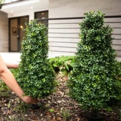 3-ft UV-Resistant Artificial Boxwood Topiary With Ground Stake – Set Of 2 -Ed's plant shop 3 uv resistant artificial boxwood topiary with ground stake set of 2 7135091
