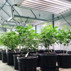 4' 8 Lamp LED Grow Light - T5 HO Sun White Pro Spectrum 12 4' 8 Lamp LED Grow Light - T5 HO Sun White Pro Spectrum -Ed's plant shop 4 8 lamp led grow light t5 ho sun white pro spectrum 148940