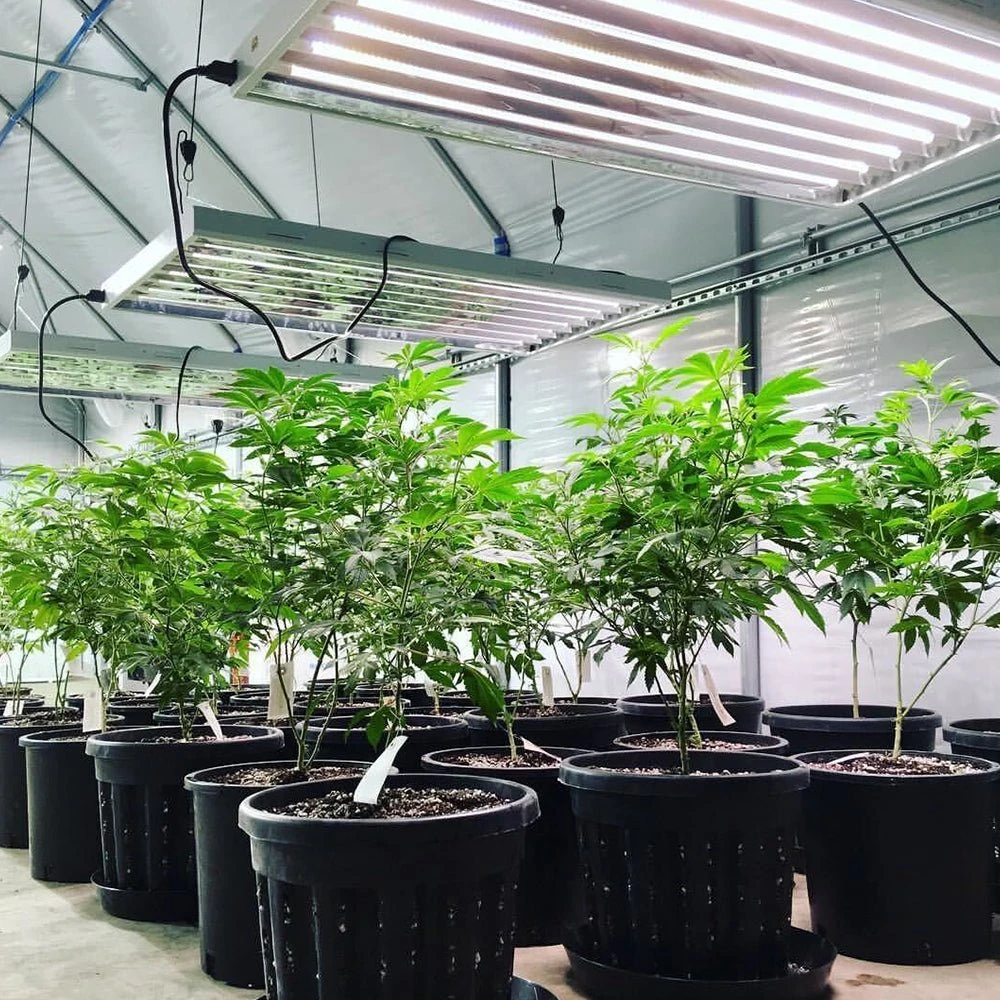 4' 8 Lamp LED Grow Light - T5 HO Sun White Pro Spectrum 5 4' 8 Lamp LED Grow Light - T5 HO Sun White Pro Spectrum - Image 3