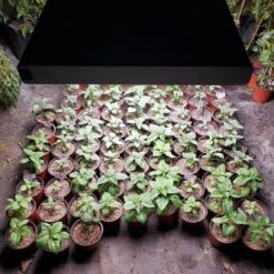 4' 8 Lamp LED Grow Light - T5 HO Sun White Pro Spectrum 13 4' 8 Lamp LED Grow Light - T5 HO Sun White Pro Spectrum -Ed's plant shop 4 8 lamp led grow light t5 ho sun white pro spectrum 216801