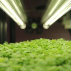 4' LED Grow Lamp – T8 HO Sun White Pro Spectrum -Ed's plant shop 4 led grow lamp t8 ho sun white pro spectrum 276200