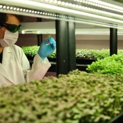 4' LED Grow Lamp – T8 HO Sun White Spectrum -Ed's plant shop 4 led grow lamp t8 ho sun white spectrum 104788