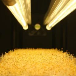 4' LED Grow Lamp – T8 HO Sun White Spectrum -Ed's plant shop 4 led grow lamp t8 ho sun white spectrum 196845