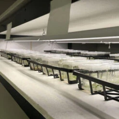 4' LED Grow Light – Integrated T8 Sun White Spectrum 13 4' LED Grow Light – Integrated T8 Sun White Spectrum -Ed's plant shop 4 led grow light integrated t8 sun white spectrum 115847