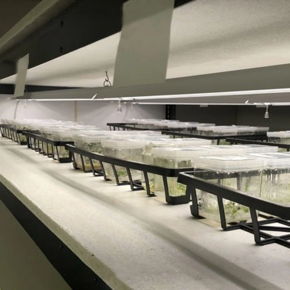 4' LED Grow Light – Integrated T8 Sun White Spectrum 6 4' LED Grow Light – Integrated T8 Sun White Spectrum - Image 4