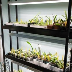 4' LED Grow Light – Integrated T8 Sun White Spectrum 14 4' LED Grow Light – Integrated T8 Sun White Spectrum -Ed's plant shop 4 led grow light integrated t8 sun white spectrum 173475