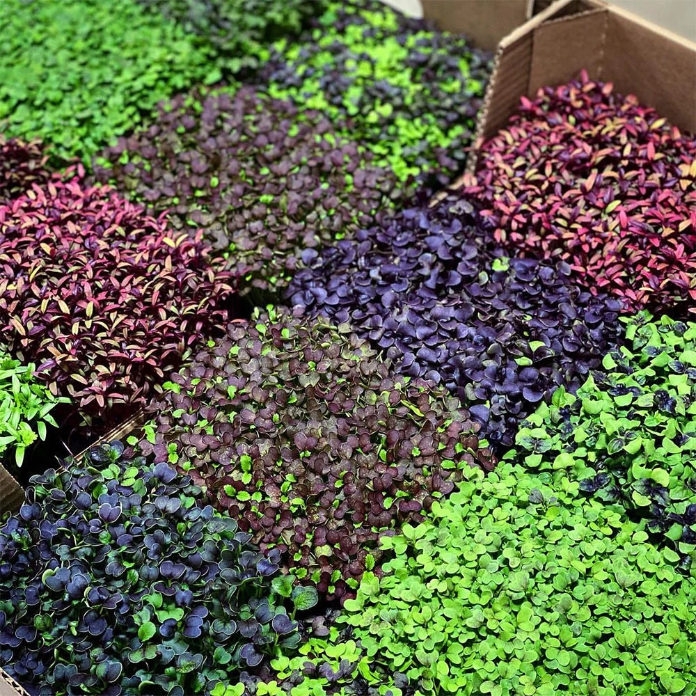 4' LED Grow Light – Integrated T8 Sun White Spectrum 9 4' LED Grow Light – Integrated T8 Sun White Spectrum - Image 7