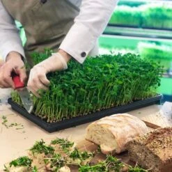 4' LED Grow Light – Integrated T8 Sun White Spectrum 17 4' LED Grow Light – Integrated T8 Sun White Spectrum -Ed's plant shop 4 led grow light integrated t8 sun white spectrum 829011