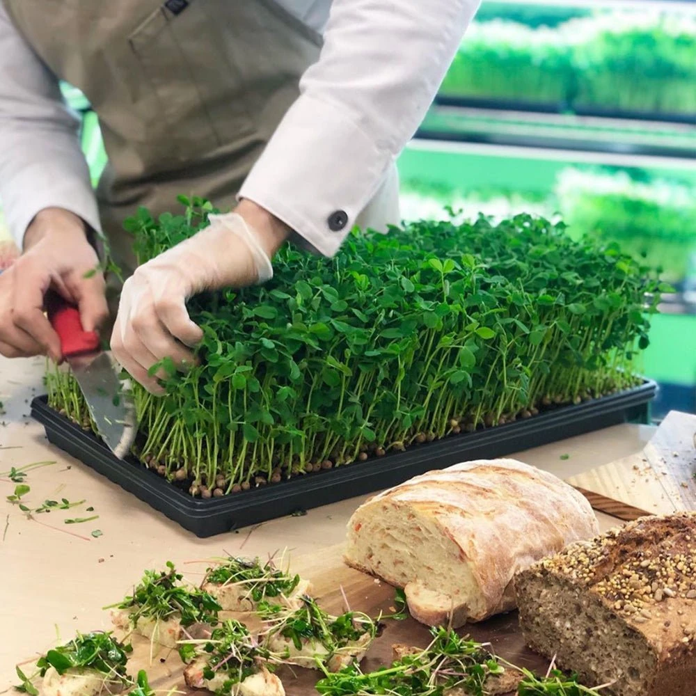 4' LED Grow Light – Integrated T8 Sun White Spectrum 10 4' LED Grow Light – Integrated T8 Sun White Spectrum - Image 8