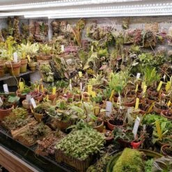 4' LED Plug And Play Grow Lamp – T5 HO Sun White Spectrum 15 4' LED Plug And Play Grow Lamp – T5 HO Sun White Spectrum -Ed's plant shop 4 led plug and play grow lamp t5 ho sun white spectrum 603041