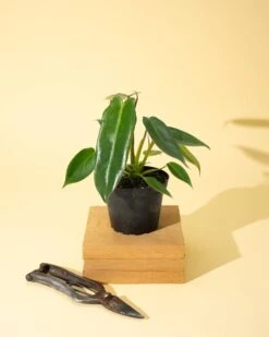 Philodendron 'Spiritus Sancti' -Ed's plant shop 4 philodendron spiritus sancti 140525