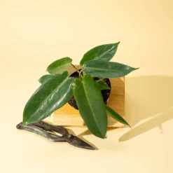 Philodendron 'Spiritus Sancti'