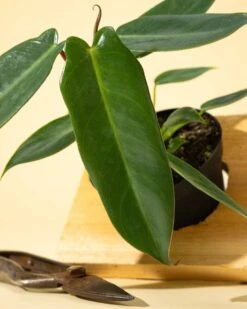 Philodendron 'Spiritus Sancti' -Ed's plant shop 4 philodendron spiritus sancti 294509