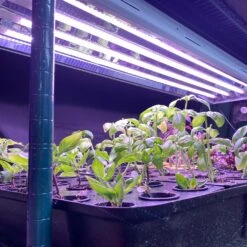 4' Plug & Play LED Grow Lamp –T5 HO Red Bloom Pro Spectrum -Ed's plant shop 4 plug play led grow lamp t5 ho red bloom pro spectrum 743714