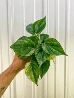 Philodendron Variegated Heartleaf – Rare Vining Houseplant -Ed's plant shop 4 variegated philodendron hederaceum 172679