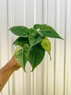 Philodendron Variegated Heartleaf – Rare Vining Houseplant -Ed's plant shop 4 variegated philodendron hederaceum 522771