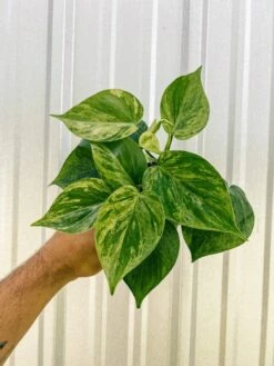 Philodendron Variegated Heartleaf – Rare Vining Houseplant -Ed's plant shop 4 variegated philodendron hederaceum 620891