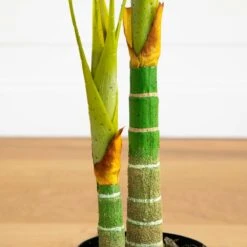 5-ft Golden Cane Artificial Palm Tree - Bring Paradise Indoors 11 5-ft Golden Cane Artificial Palm Tree - Bring Paradise Indoors -Ed's plant shop 5 golden cane artificial palm tree bring paradise indoors 400691