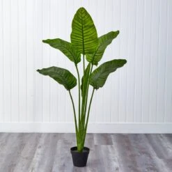 64-in Travelers Palm Tree – UV Resistant (Indoor/Outdoor) -Ed's plant shop 64 travelers palm tree uv resistant indooroutdoor 146991