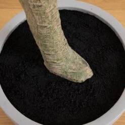 7.5-ft Faux Eucalyptus Tree | Realistic Indoor Greenery – Ed's Plant Shop -Ed's plant shop 75 faux eucalyptus tree realistic indoor greenery eds plant shop 539765