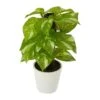 9-in Artificial Pothos Plant In White Planter (Real Touch) -Ed's plant shop 9 artificial pothos plant in white planter real touch 686805