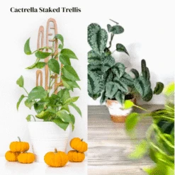 Cactrella - Plant Trellis Inspired By The Barrel Cactus 16 Cactrella - Plant Trellis Inspired By The Barrel Cactus -Ed's plant shop Cactrellawoodentrellisforhousplants