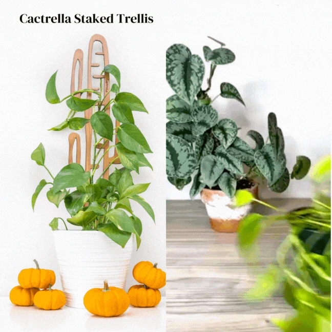 Cactrella - Plant Trellis Inspired By The Barrel Cactus 5 Cactrella - Plant Trellis Inspired By The Barrel Cactus - Image 3