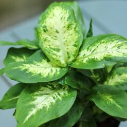 Dieffenbachia ‘Dumb Cane’ – Classic Variegated Dumb Cane -Ed's plant shop IMG 6496