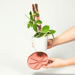 Lili Saucer – Stylish Lily Pad Plant Saucer For Drainage, Root Rot Prevention & Humidity -Ed's plant shop Lili Sausr multicolor