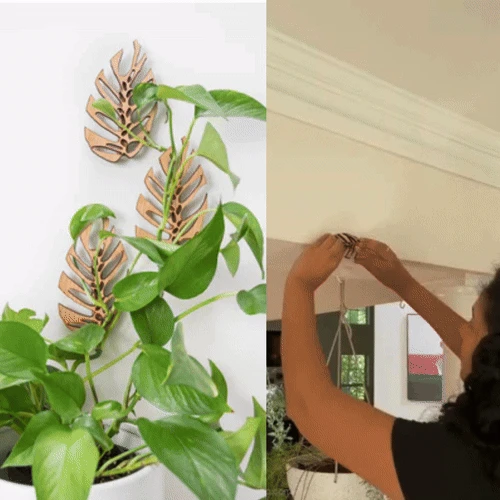 Monstrella - Wall Mounted Plant Support For Climbing Vines 5 Monstrella - Wall Mounted Plant Support For Climbing Vines - Image 3