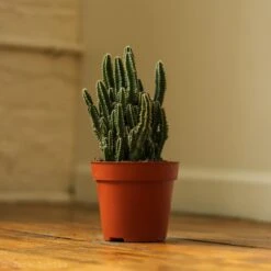 Acanthocereus Tetragonus ‘Triangle Cactus’ - 5 Inch -Ed's plant shop acanthocereus tetragonus triangle cactus 5 inch 231395