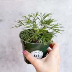 Actiniopteris Australis - Eyelash Fern - 4 Inch 12 Actiniopteris Australis - Eyelash Fern - 4 Inch -Ed's plant shop actiniopteris australis eyelash fern 4 inch 366450