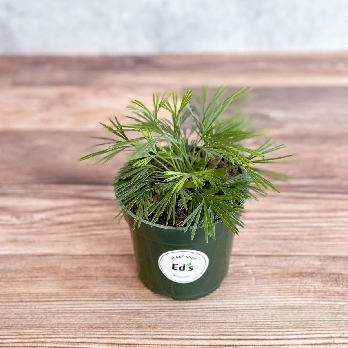 Actiniopteris Australis - Eyelash Fern - 4 Inch 3 Actiniopteris Australis - Eyelash Fern - 4 Inch