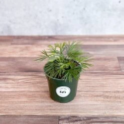 Actiniopteris Australis - Eyelash Fern - 4 Inch 10 Actiniopteris Australis - Eyelash Fern - 4 Inch -Ed's plant shop actiniopteris australis eyelash fern 4 inch 715333