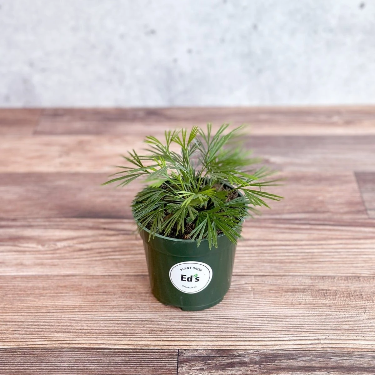 Actiniopteris Australis - Eyelash Fern - 4 Inch 5 Actiniopteris Australis - Eyelash Fern - 4 Inch - Image 3