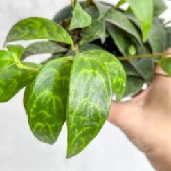 Aeschynanthus Longicaulis - Lipstick Plant ‘Black Pagoda’ -Ed's plant shop aeschynanthus longicaulis lipstick plant black pagoda 4 inch 832034